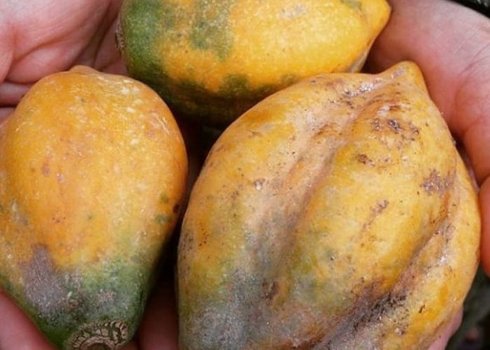 5 Olahan Buah Carica Selain Manisan, dari Dodol hingga Tumisan!
