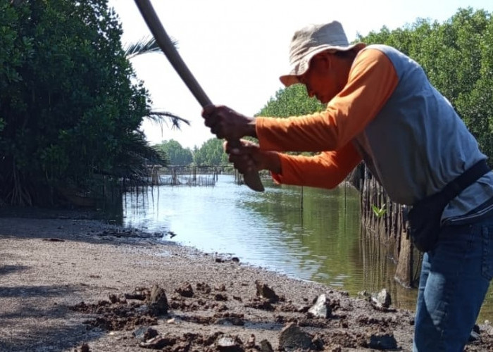 Aksi 'Mageri Segoro' di Pantai Keburuhan Ajak Masyarakat Purworejo Jaga Pesisir
