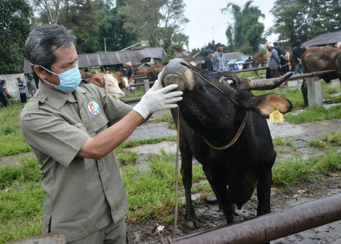 Kasus PMK di Temanggung Melonjak: 162 Sapi Terpapar, Vaksinasi dan Karantina Ditingkatkan