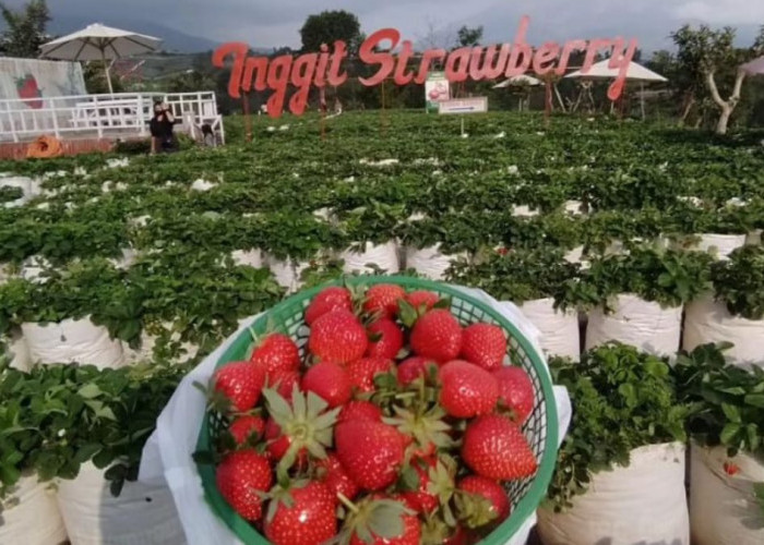 Serunya Kebun Inggit Strawberry Magelang Bisa Petik Langsung Buah Strawberry dari Kebunnya