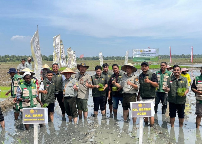 Percepat Pemulihan Pascabencana, Aceh Gelar Tanam Padi Serempak