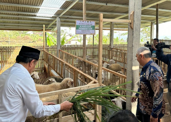 Balai Ternak Baznas di Wonosobo Siap Kembangkan Dombos - Dampingi Peternak Lokal