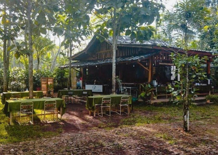 Omah Panca Warna Temanggung, Tawarkan Sensasi Nongkrong Asik di Tengah Hutan Kopi