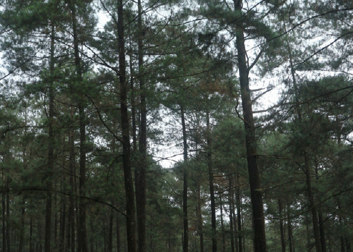 Pesona Hutan Pinus Limpakuwus, Suasananya Berasa Lagi di Lokasi Syuting Twilight!