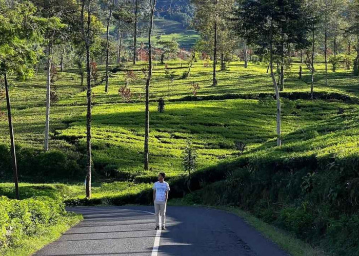 Wisata gratis di Jalan Kebun Teh Bedakah Wonosobo