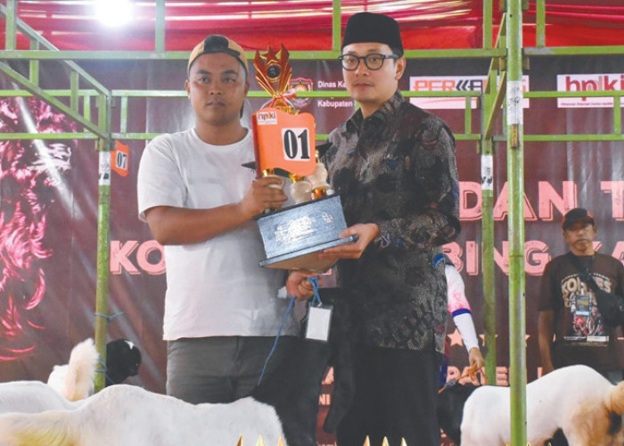 Kontes Kambing Kaligesing Purworejo Tak Sekadar Bersaing Kualitas