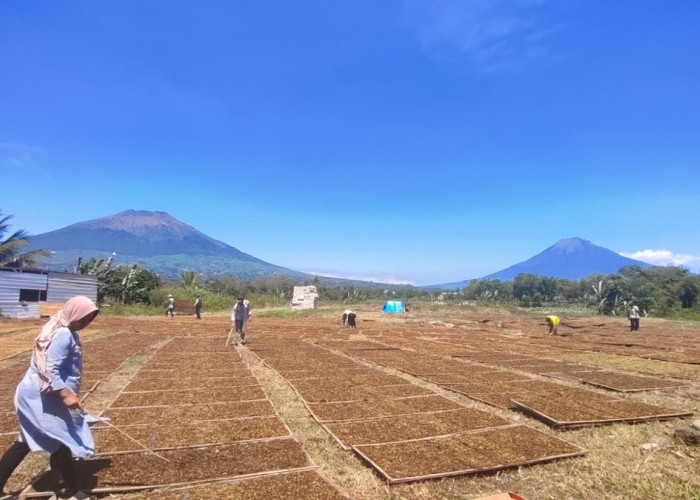 Kemitraan Petani Tembakau Temanggung dengan Pabrikan Meluas, Lahan Capai 1.400 Hektare