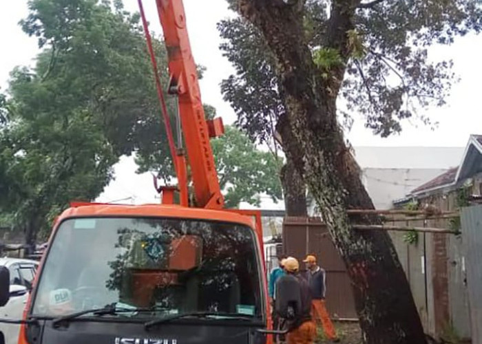 Cegah Pohon Tumbang, DLH Kota Magelang Rutin Lakukan Perabasan