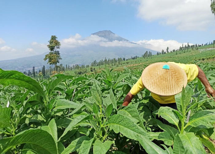 Petani Tembakau di Temanggung Diminta Tenang Meski Belum Ada Informasi Kuota Pembelian dari Pabrikan 