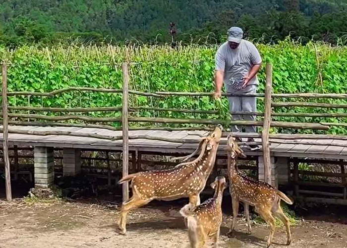 5 Wisata Magelang yang Punya Mini Zoo, Salah Satunya Bisa Interaksi Bareng Alpaca!