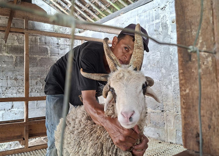 Langka! Domba Bertanduk Lima Muncul di Magelang, Pemilik Tolak Tawaran Pembeli
