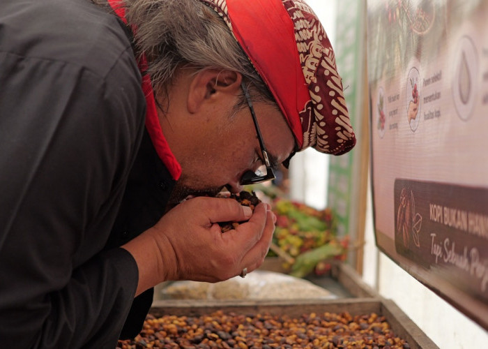 Bupati Temanggung Minta Petani Tingkatkan Kualitas Kopi, Produksi Panen Raya 2026 Turun hingga 50 Persen