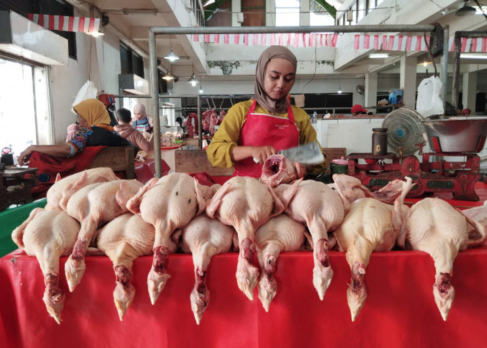 Permintaan Tinggi, Harga Ayam Potong di Purworejo Merangkak Naik