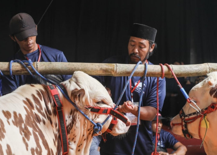 Susu Jateng Minus Puluhan Ribu Liter, Ahmad Luthfi Dorong APPSI Bikin Kontes Sapi Perah