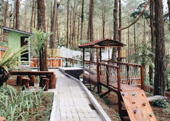 6 Rekomendasi Hutan Pinus di Purworejo, Tiket Masuknya Cuman Rp5 Ribuan!
