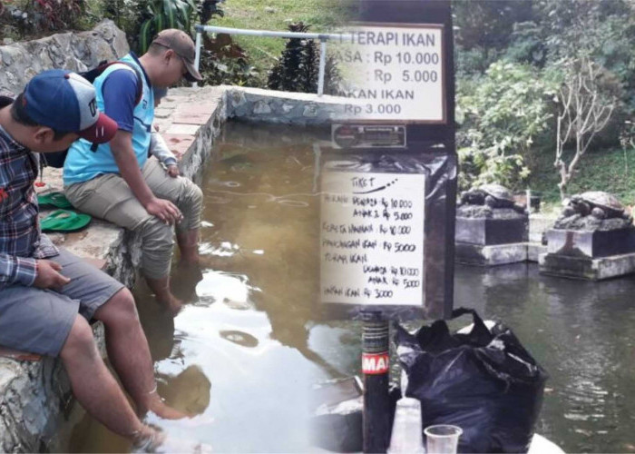 Kolam Terapi Ikan di Curug Cipamingkis
