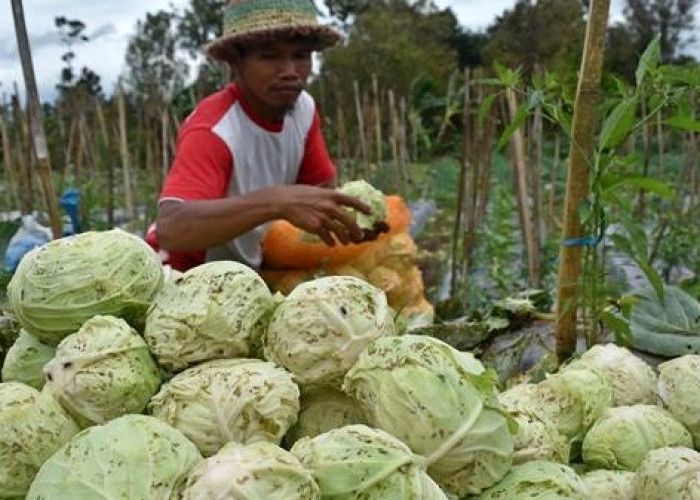 Petani Diminta Tenang, Pemkab Magelang Klaim Punya 15.000 Ton Pupuk Urea