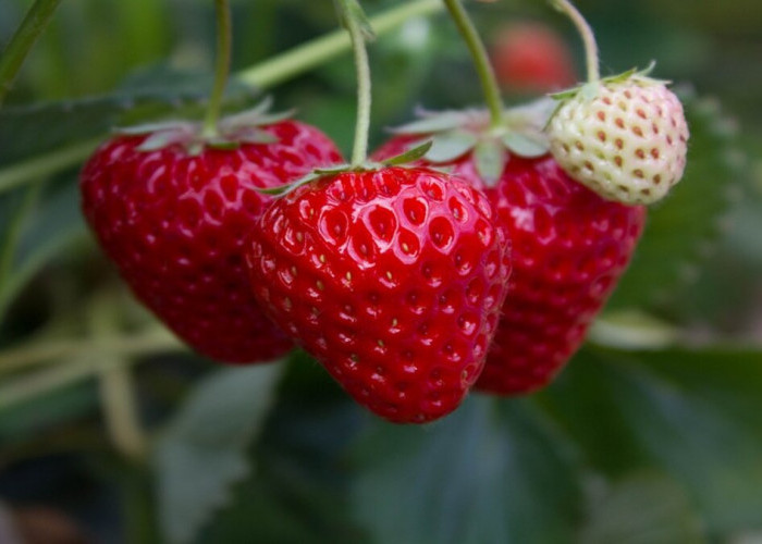 Desa Wisata Lembah Asri Serang Tawarkan Pengalaman Petik Strawberry di Kaki Gunung Slamet