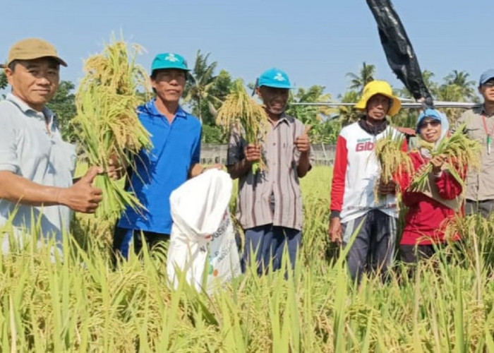 Harga Gabah di Jembrana Mendekati HPP, Petani Harapkan Serapan Optimal oleh Bulog