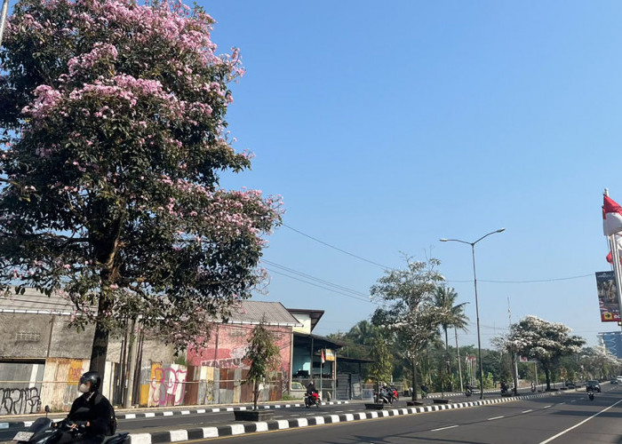 Bunga Tabebuya Mekar di Jalan Magelang-Yogyakarta, Pantang Disiram Saat Kemarau