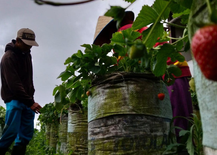 Destinasi Liburan Sekolah, Agrowisata Stroberi Sawangan Magelang Wajib Dikunjungi!