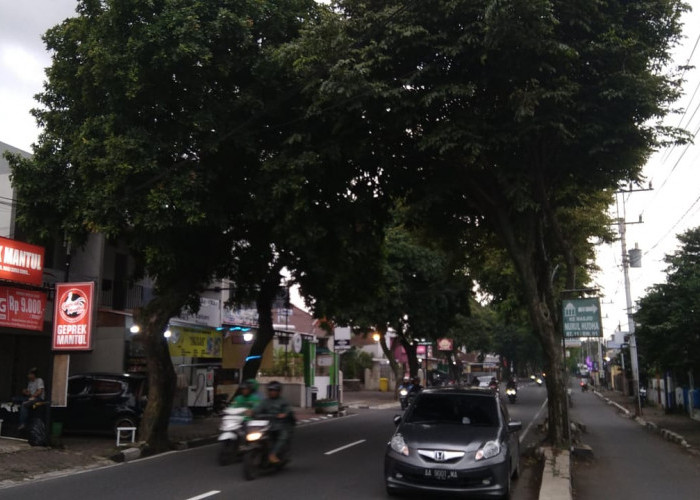 Pohon Peneduh di Kota Magelang Rawan Tumbang