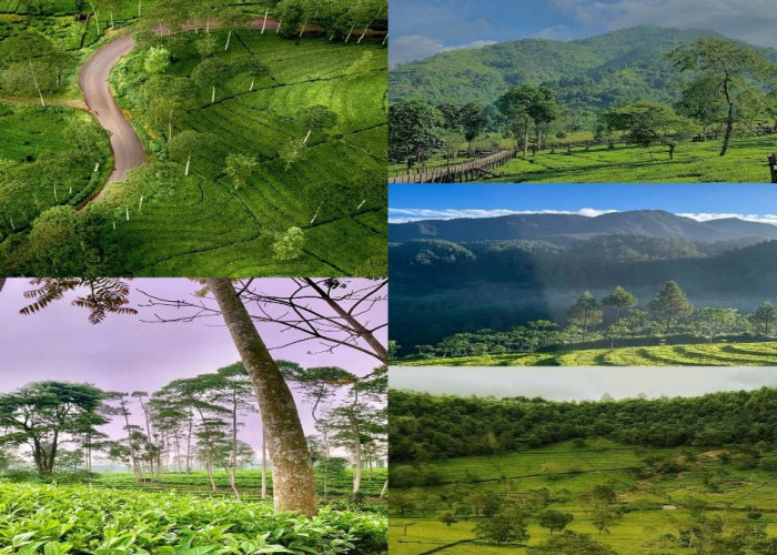 ﻿Inilah 5 Rekomendasi Destinasi Wisata Alam Kebun Teh Menawan di Wonosobo untuk Merefreshkan Pikiran 