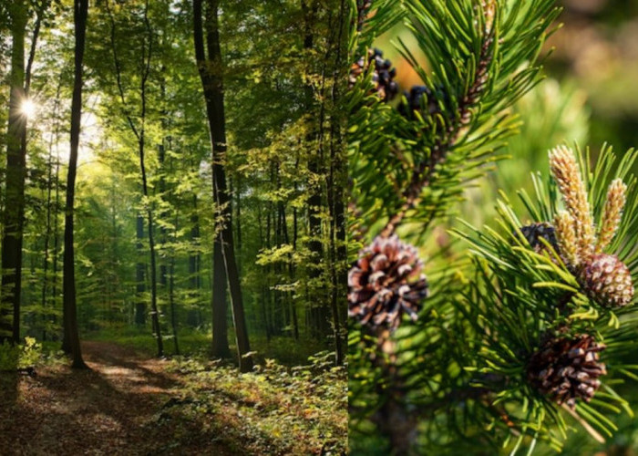 Healing di Lembah Pinus Candimulyo Magelang, Rekomendasi Wisata Alam Bagi Kamu yang Suka Ketenangan