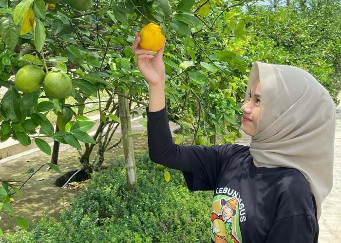 Kebun Bagus Temanggung, Ajak Wisatawan Petik Buah Sendiri Langsung dari Kebunnya