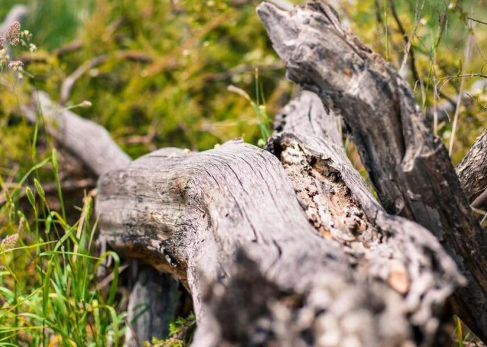 Insiden Pohon Tumbang di Dua Wisata Magelang, 1 Orang Meninggal Dunia