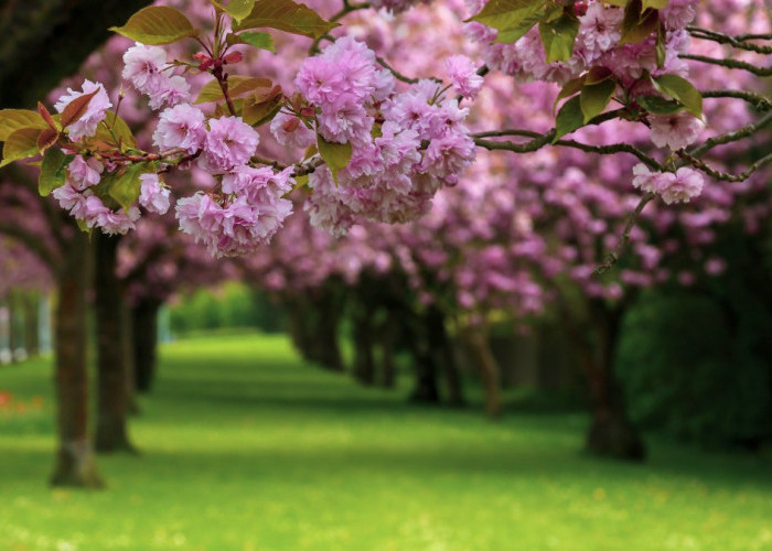 Pohon Sakura di Jepang