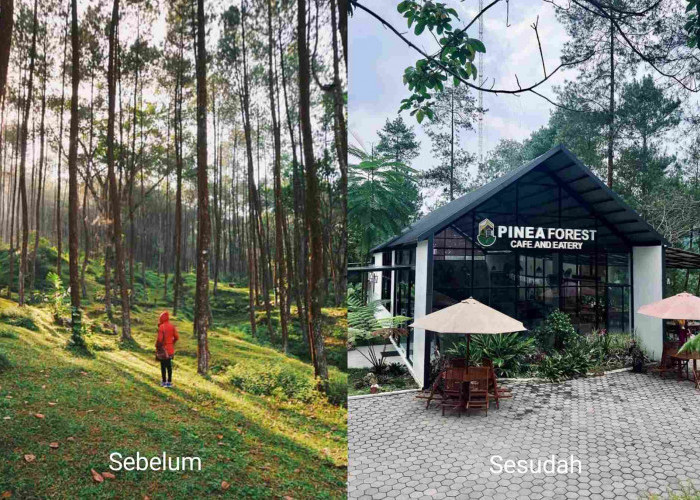 Foto kiri sebelum dan foto kanan sesudah Hutan Pinus Mangli direkonstruksi menjadi wisata baru Magelang