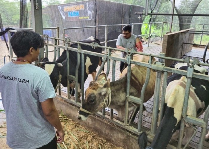 BRI Peduli Tingkatkan Kapasitas Peternak Sapi Perah di Malang Lewat Program Klaster Unggulan