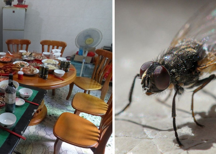 Cara Mengusir lalat Di Meja Makan Dengan Bahan Alami Di jamin Lalat nggk Berani Mendekat