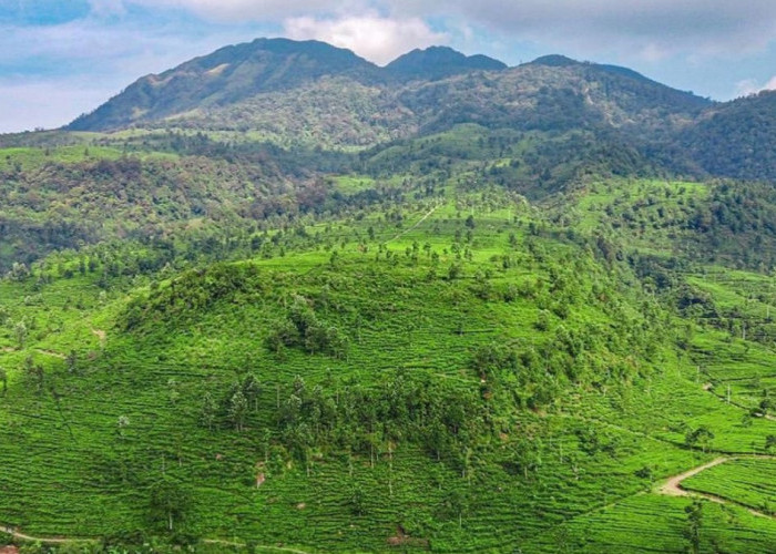 Menikmati Hamparan Hijaunya Kebun Teh di Wisata Kebun Teh Medini Kendal