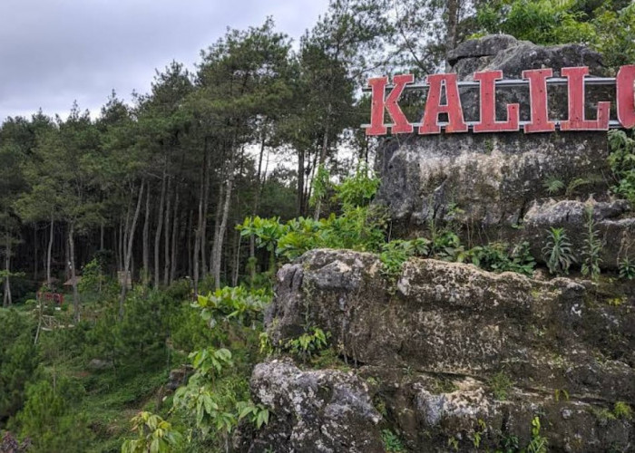 Wisata di Perbatasan Jawa Tengah dan DIY, Yuk Intip Keindahan Hutan Pinus Kalilo Kaligesing Purworejo!