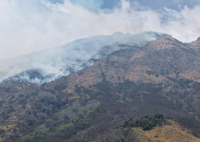Kebakaran Gunung Sumbing Meluas ke Magelang, 19 Hektare Lahan RPH Mangli Hangus