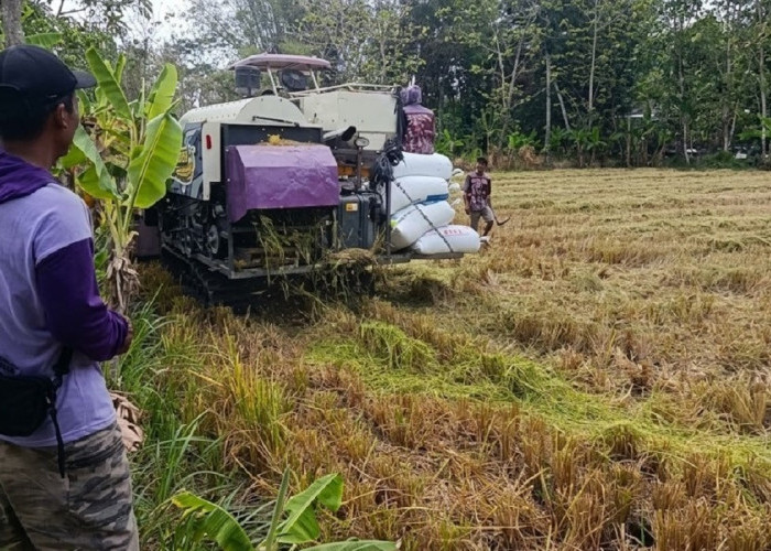 Manfaatkan Sumur Dalam, Brigade Pangan Klaten Panen Padi di Musim Kemarau