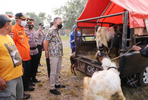 151 Sapi Positif PMK, Bupati Purworejo Rencanakan Lockdown