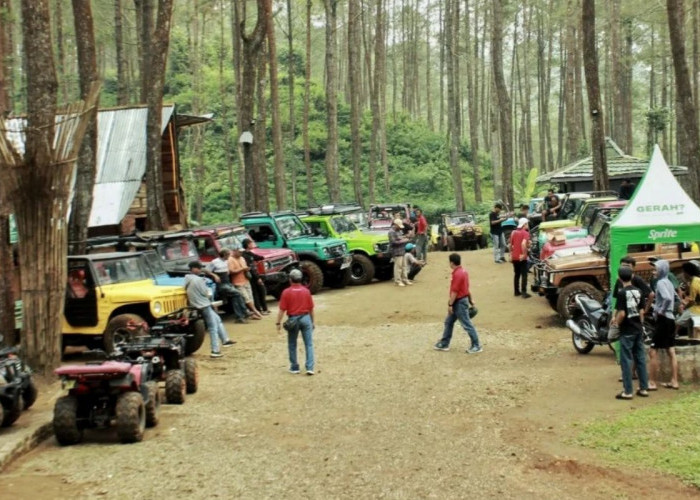 Hutan Pinus Kalilo salah satu Alasan Purworejo jadi surganya wisata