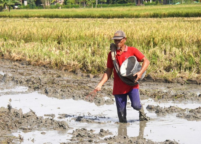 Di Tengah Krisis Pupuk Global, FAO Sebut Petani Indonesia Tetap Tanam dan Penopang Cadangan Beras Dunia