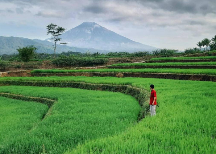 Sawah Ngendrosari rekomendasi wisata alam Kajoran