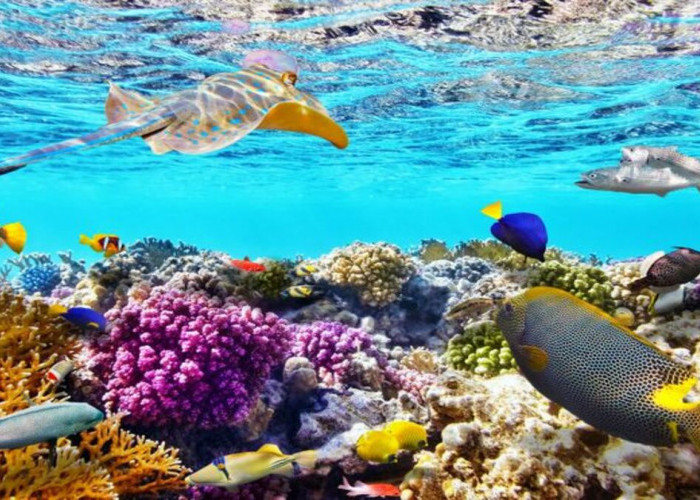 Pulau Bunaken di  Sulawesi, Surganya Para Penikmat Keindahan Bawah Laut!