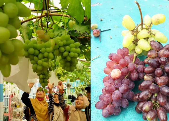Menjelajah Serunya Kebun Buah Anggur Beragam Varian, di Saung Paribon Magelang