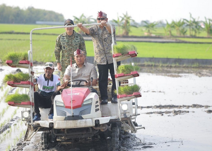 Stok Beras RI Tembus 28 Juta Ton, Wamentan Sudaryono Kebut Tanam 750 Hektar Padi di Lamongan Hadapi El Nino