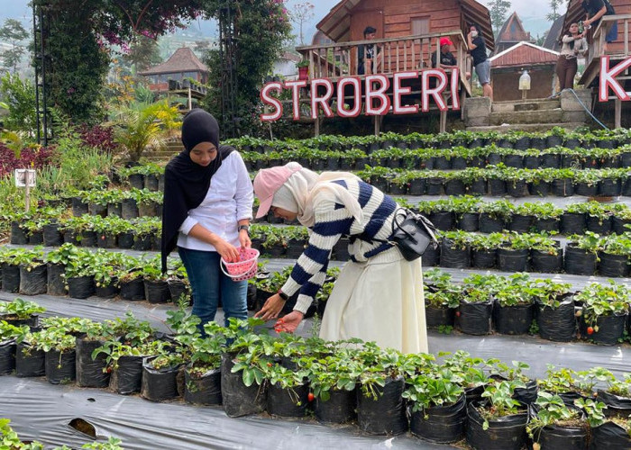 Krincing Strawberry Hill di Mangli Magelang, Tawarkan Edukasi Budi Daya Stroberi