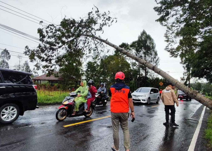 Hujan Deras Picu Pohon Tumbang dan Rumah Ambrol di Temanggung, BPBD Pastikan Tak Ada Korban Jiwa
