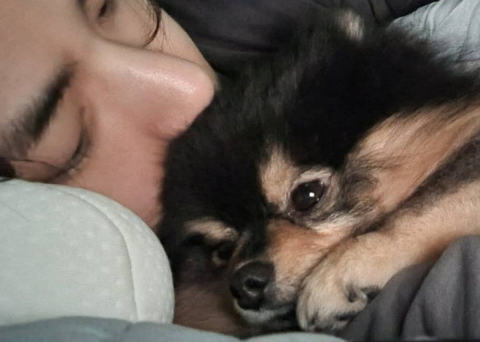 Yeontan Anjing Milik V BTS Dikabarkan Tutup Usia, Ini Salam Perpisahannya yang Bikin Sendu