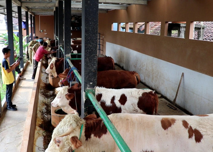 Harga Hewan Kurban di Temanggung Naik Jelang Idul Adha, Stok Dipastikan Aman