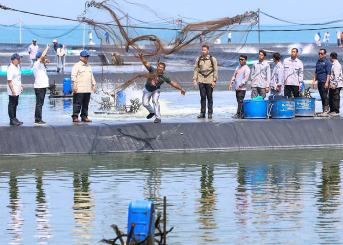 Ahmad Luthfi Dampingi Presiden, Panen Raya Udang di Kebumen, BUBK Dongkrak Ekonomi Warga
